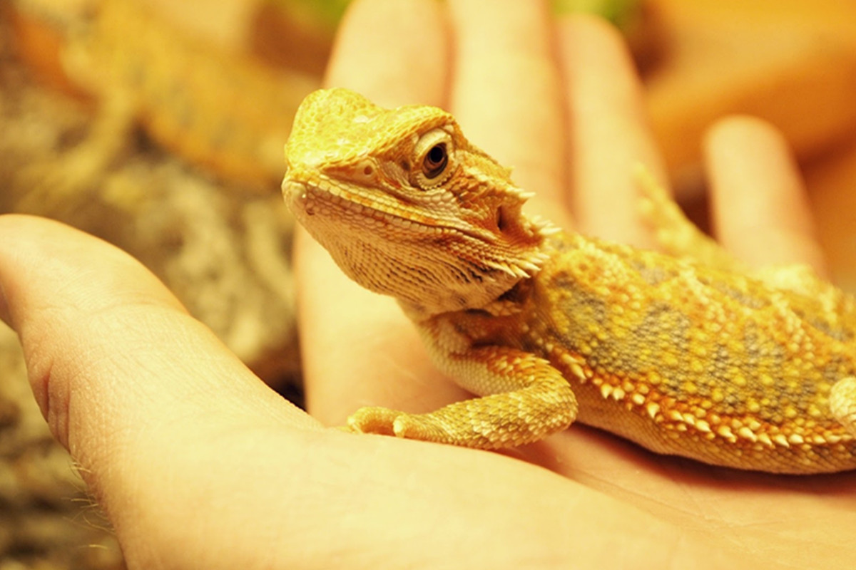 Where Can I Buy Reptile Supplies? – A Pet Club